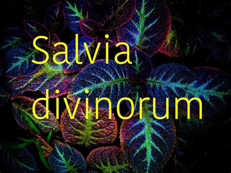 smoking salvia|Drug Fact Sheet: Salvia Divinorum